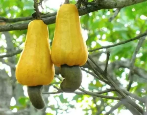công dụng hạt điều