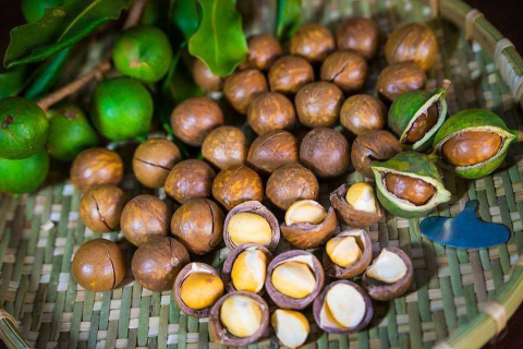Hạt macca tươi